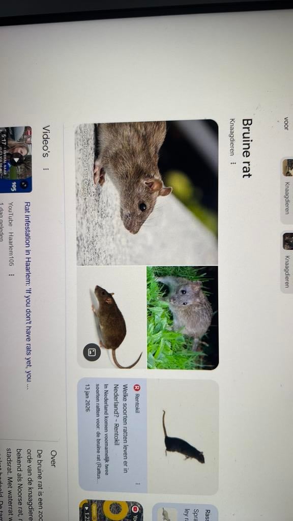 Rat uit 67 te koop, Ophalen of Verzenden, Zo goed als nieuw, Paarden of Pony's