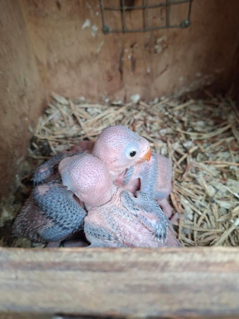 Baby's halsbandparkieten blauwe, Geslacht onbekend, Parkiet, Geringd