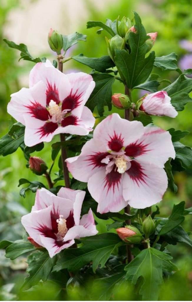 Hibiscus planten - Diverse soorten beschikbaar, Overige soorten, Volle zon, Vaste plant, Ophalen of Verzenden