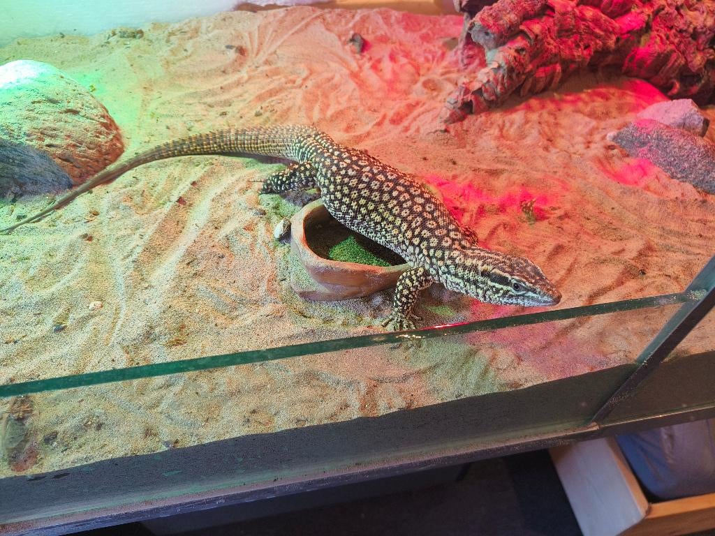 Stekelstaart varaan mannetje Monitor Lizard - male for sale from Tom