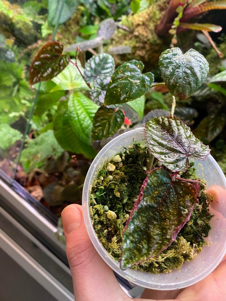 Cissus discolor, Huis en Inrichting, Kamerplanten, Ophalen of Verzenden, Halfschaduw, Minder dan 100 cm