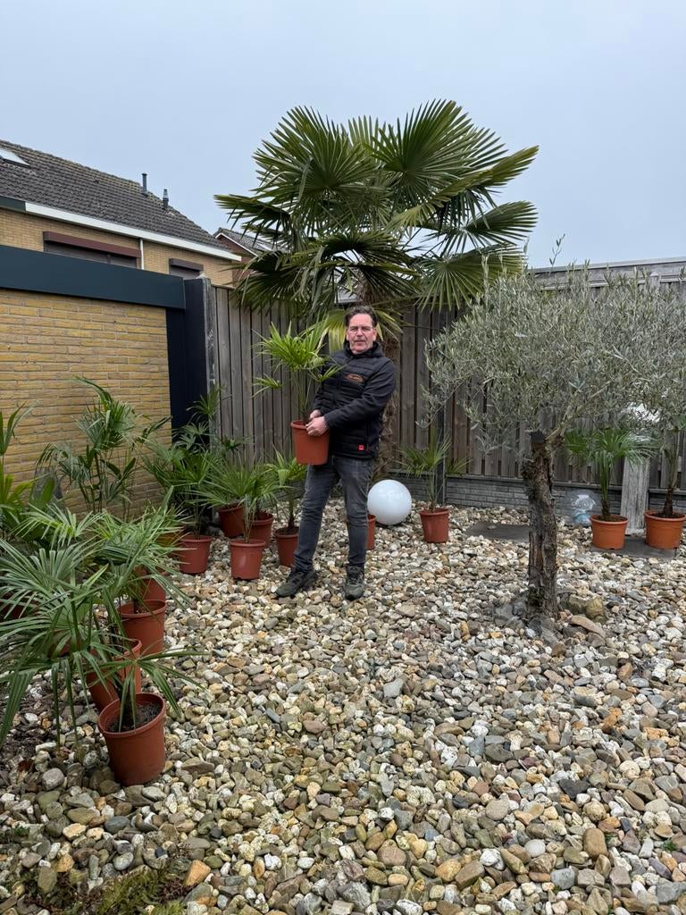 Palmboom palmbomen Trachycarpus fortunei chinese waaierpalm, Tuin en Terras, Planten | Bomen, Minder dan 100 cm, Zomer, Palmboom