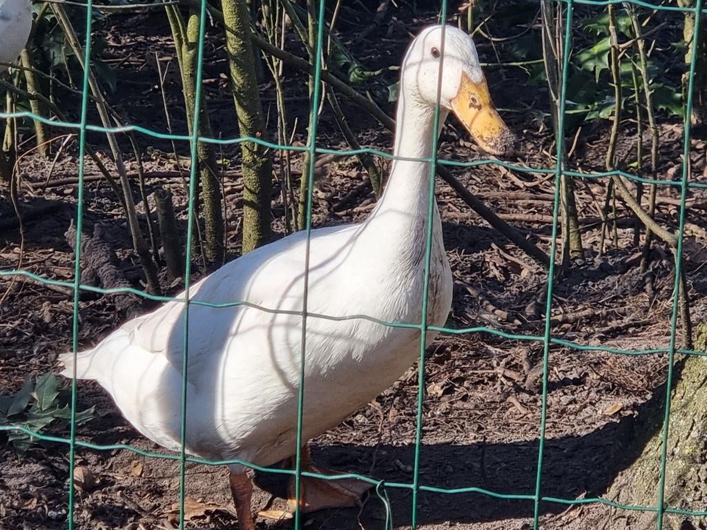 Broedeieren loopeend flessehalseend, Dieren en Toebehoren, Geslacht onbekend, Eend