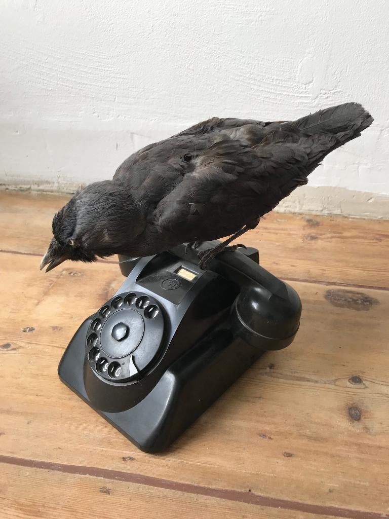 taxidermy: Kouw op bakelieten telefoon, Verzamelen, Ophalen, Nieuw, Vogel, Opgezet dier