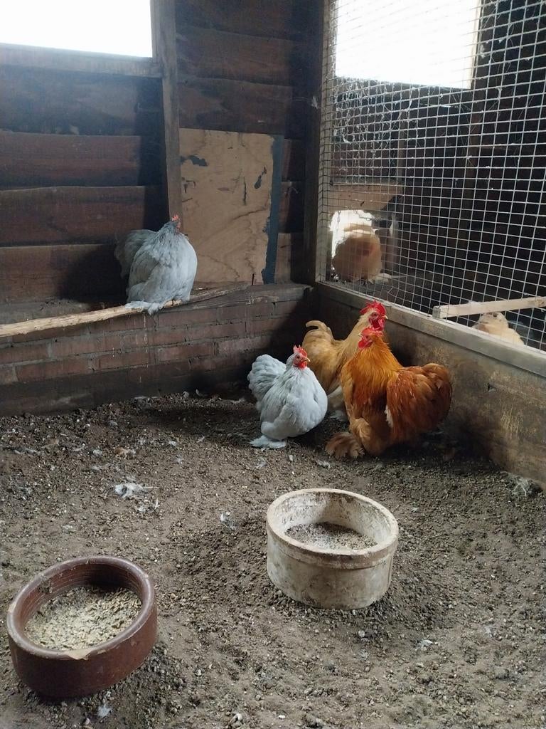 Cochinkriel kippen, Dieren en Toebehoren, Meerdere dieren, Kip