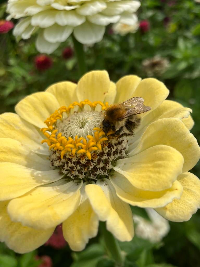 Bloemenzaden Zinnea’s (gemengd)., Tuin en Terras, Bloembollen en Zaden, Zaad, Ophalen of Verzenden