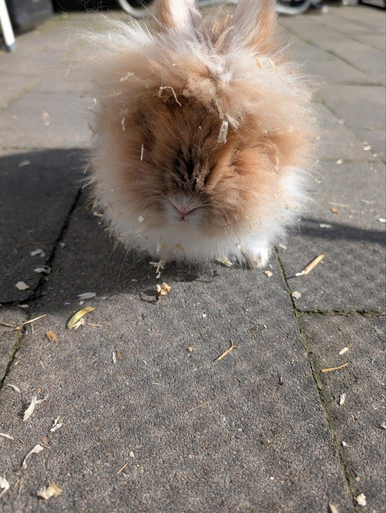 Lief mannetjes konijn 4 maanden oud, Mannelijk
