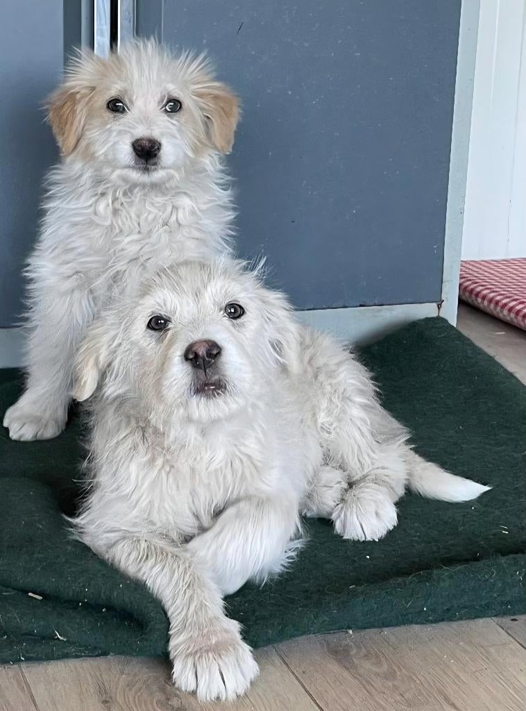 2 lieve puppies zoeken een thuis, Dieren en Toebehoren, Honden | Niet-rashonden, Particulier, 15 weken tot 1 jaar, Buitenland