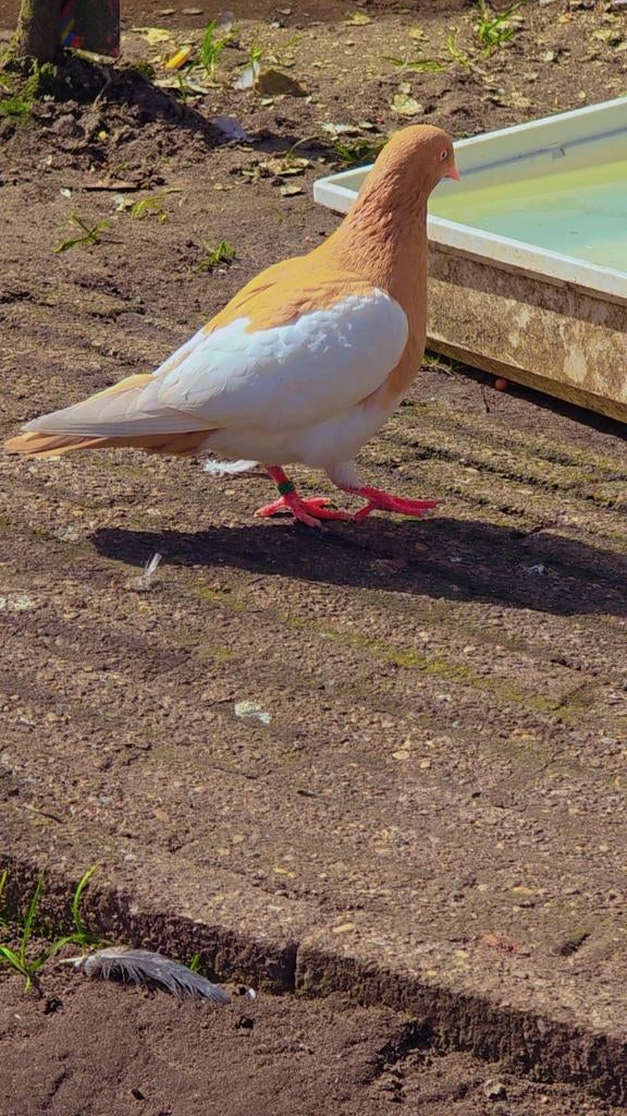 Duiven te koop, Dieren en Toebehoren, Vogels | Duiven, Meerdere dieren, Overige soorten