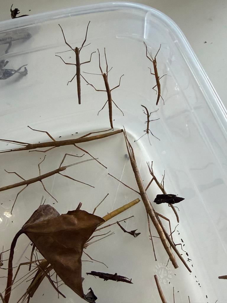 Wandelende takken (Indische), Dieren en Toebehoren, Wandelende tak