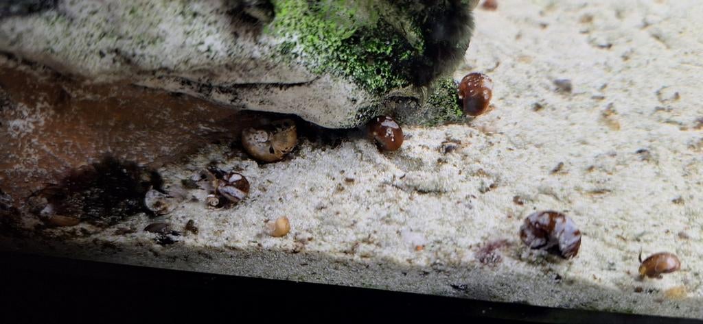 We hebben weer super posthoorn en torenslakken ! 100 voor €5, Dieren en Toebehoren, Schildpad, 0 tot 2 jaar