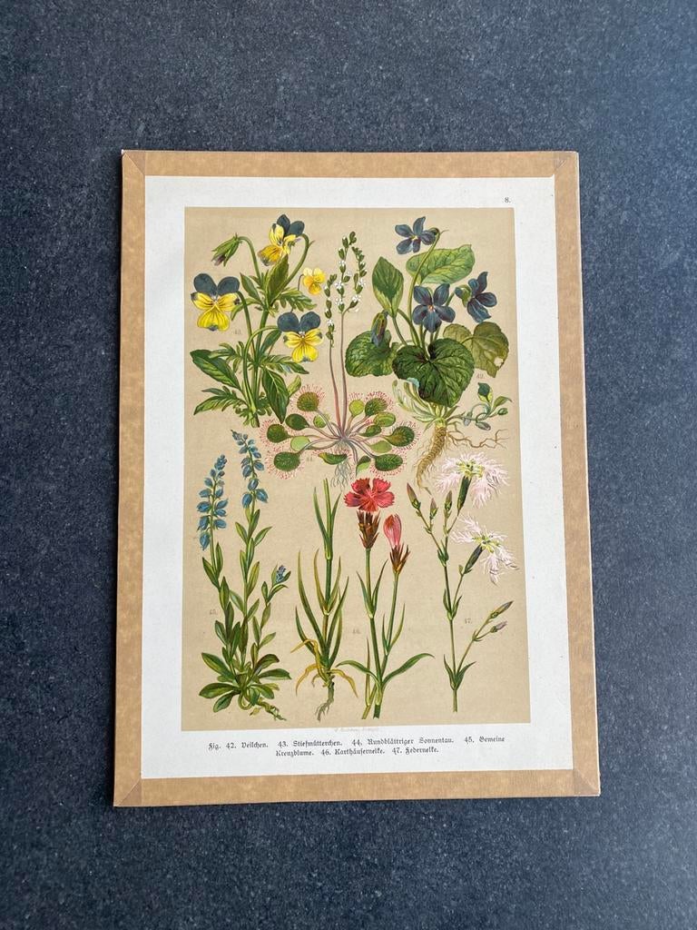 Vele prenten bloemen/planten 20x29 cm uitzoeken 5 euro, Natuur, Gebruikt, Ophalen of Verzenden, Voor 1940