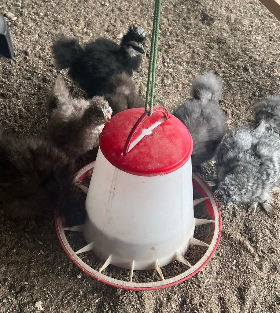 USA zijdehoen kuikens, Geslacht onbekend, Kip