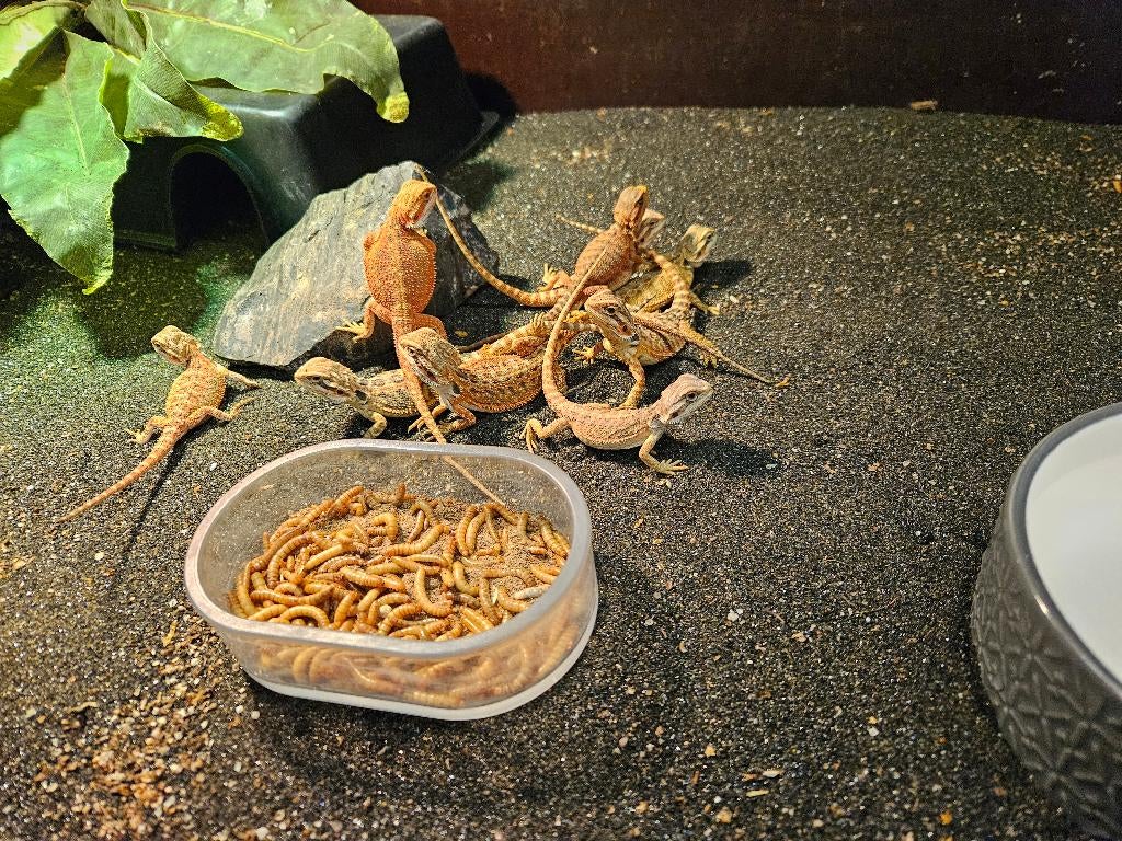 Pogona Vitticeps Baardagaam Bearded Dragon - female for sale from TerShop