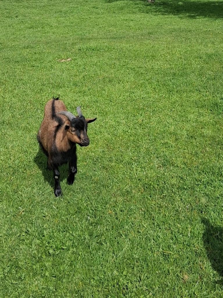 Dwerggeit bok, Mannelijk, Geit