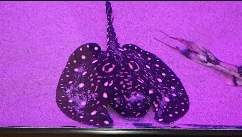 Uniek! Black Diamond batman (vrouw), Dieren en Toebehoren, Vis