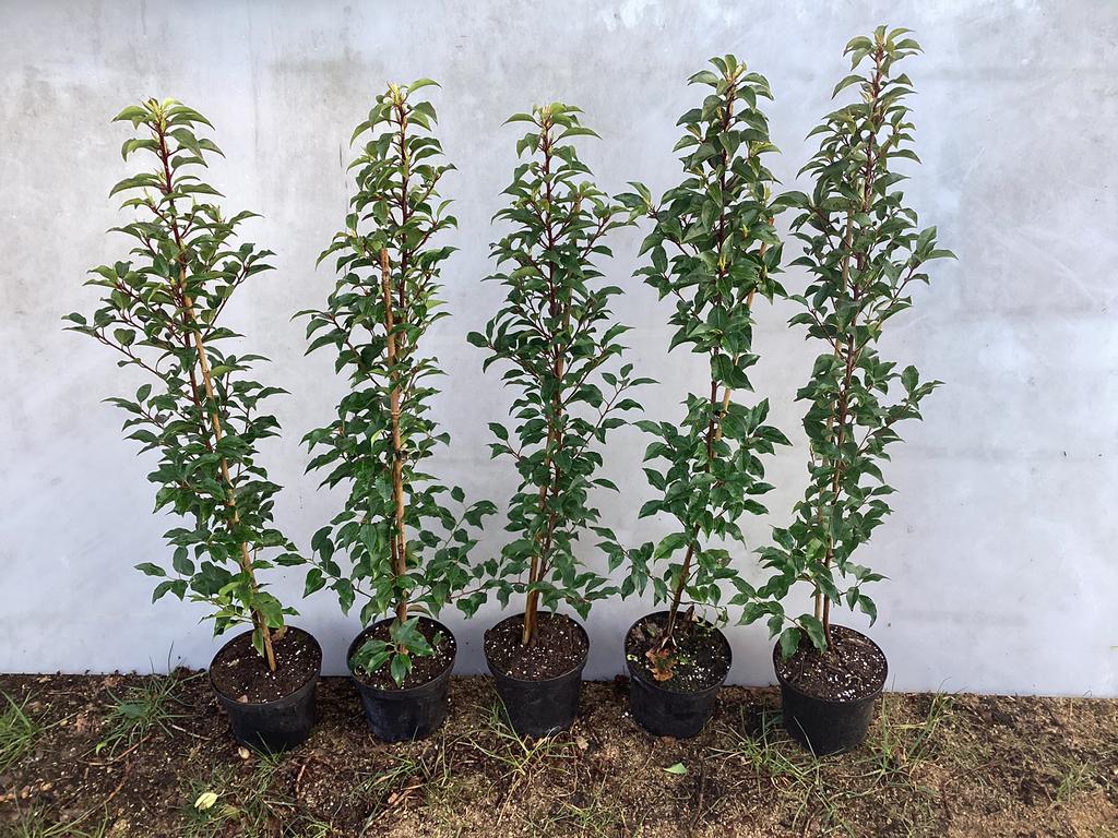 Portugese laurier lusitanica, Ophalen, Laurier, Haag, Minder dan 100 cm