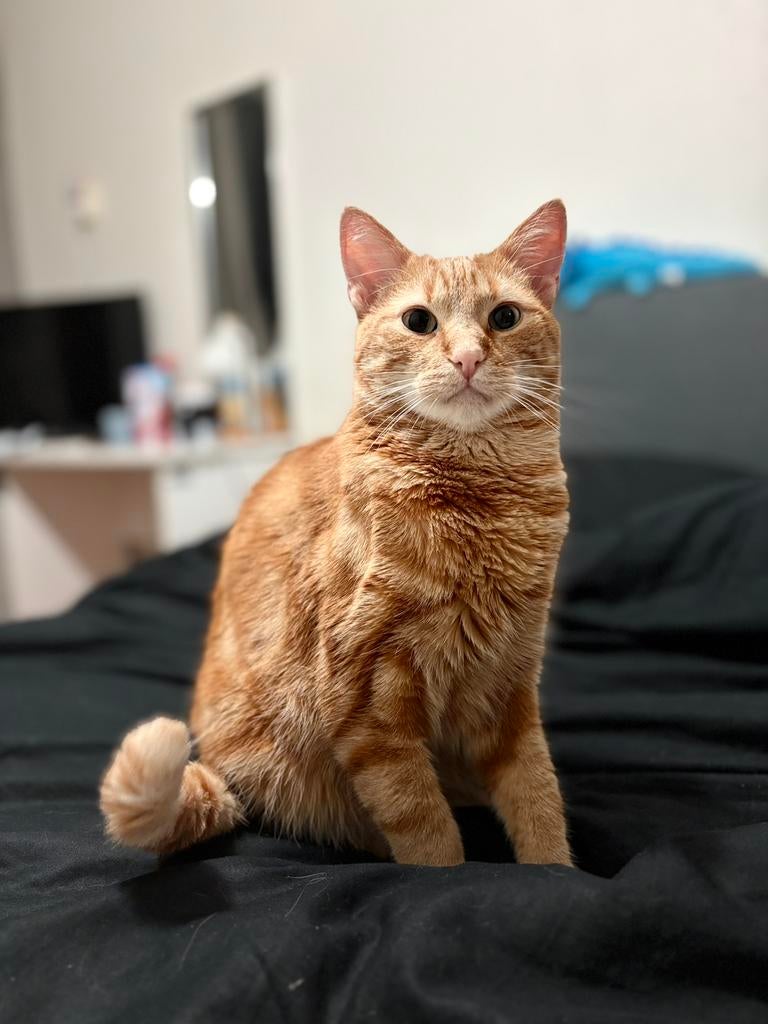 Kat zoekt huisje - rode kater, Kater