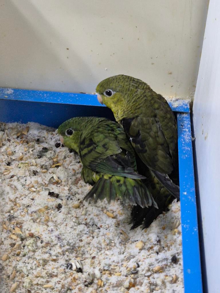 Jonge catharina parkieten, Dieren en Toebehoren, Vogels | Parkieten en Papegaaien, Meerdere dieren, Parkiet