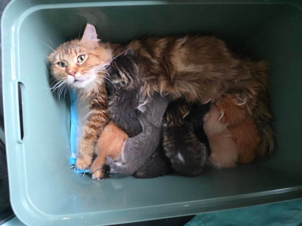 Maine coon kittens, Dieren en Toebehoren, Meerdere dieren, Ontwormd