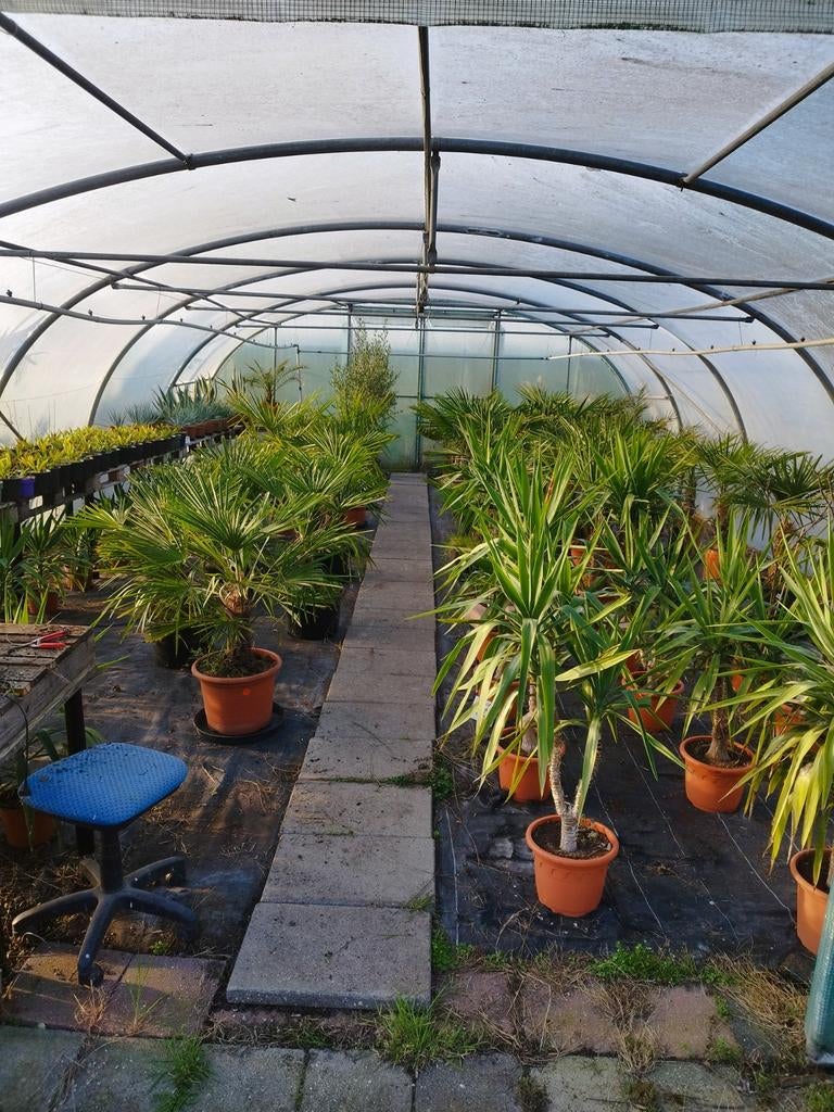 Wintervaste palmbomen olijven agave yucca, 100 tot 250 cm, Zomer, Palmboom, Ophalen