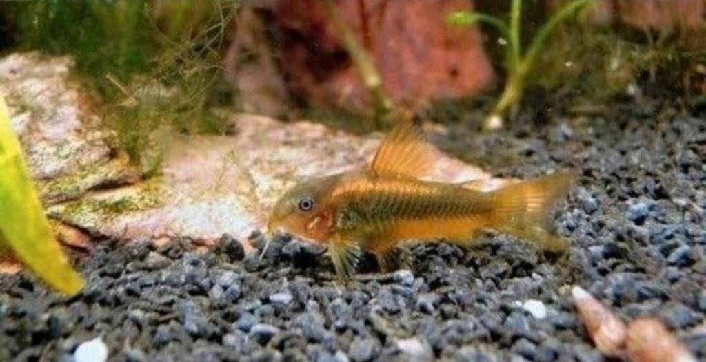 Corydoras goldstripe/goldline €6.50 per stuk, Dieren en Toebehoren, Vissen | Aquariumvissen, Vis, Zoetwatervis, Schoolvis