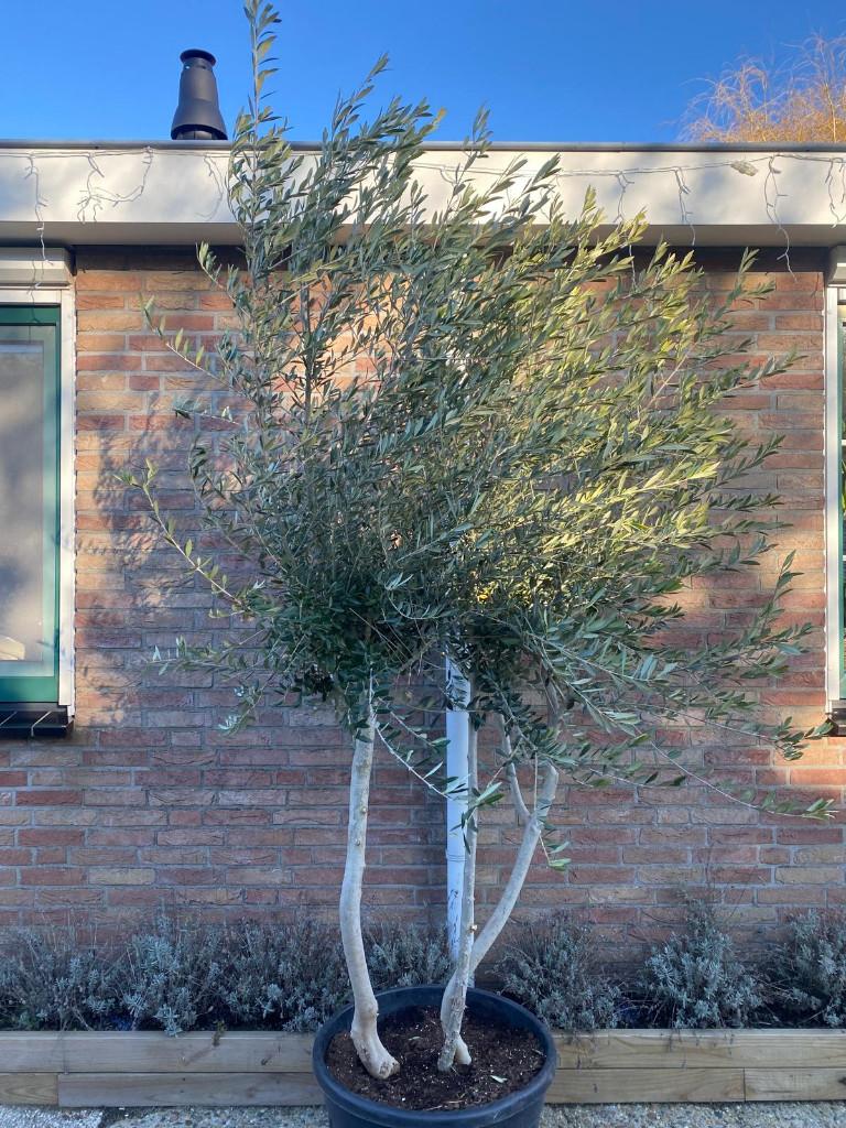 Super mooie vertakte Olijfboom.XXXL, Bloeit niet, 100 tot 250 cm, Olijfboom, Ophalen