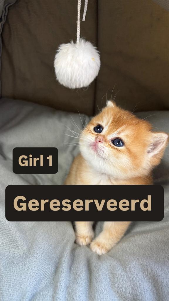 British long & short hair golden shaded NY11 €800, Meerdere dieren