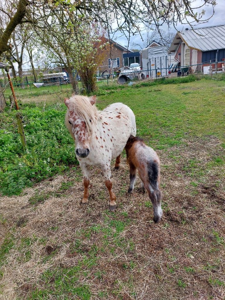 Appaloosa merrie, Merrie, A pony (tot 1.17m), Met stamboom, 0 tot 2 jaar