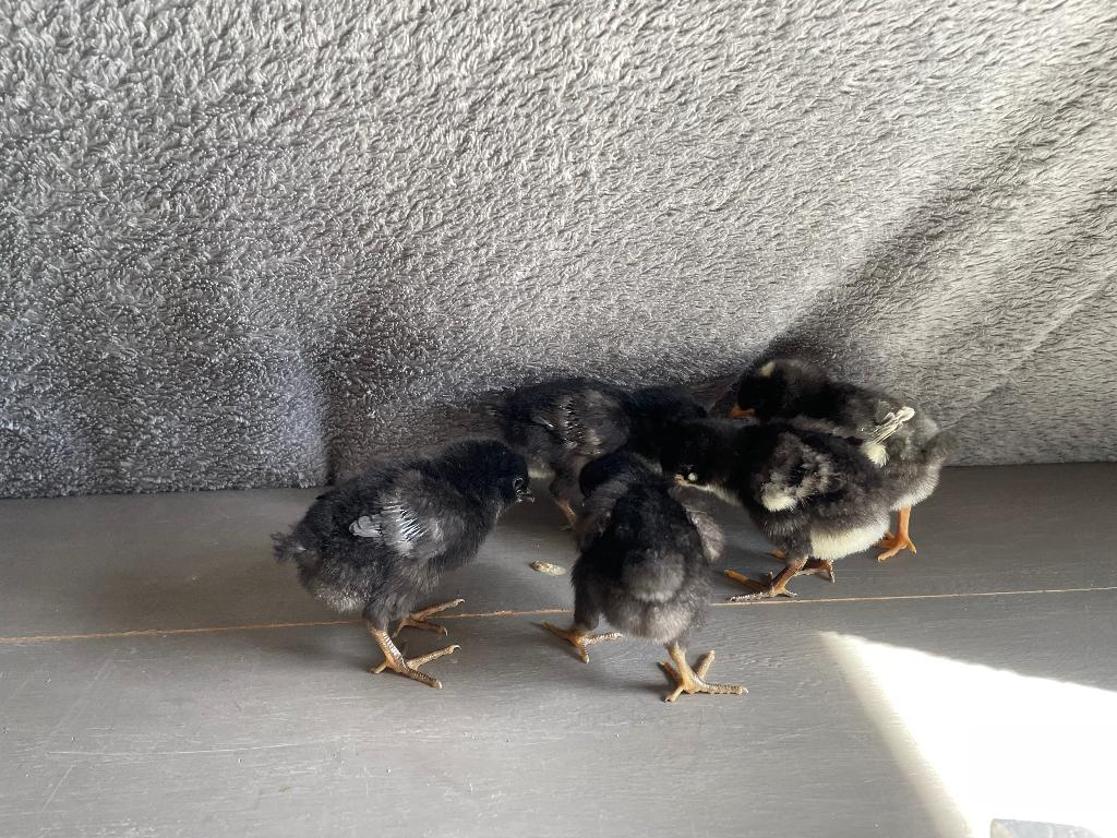 Kuikentjes/Broedeieren, Geslacht onbekend, Kip