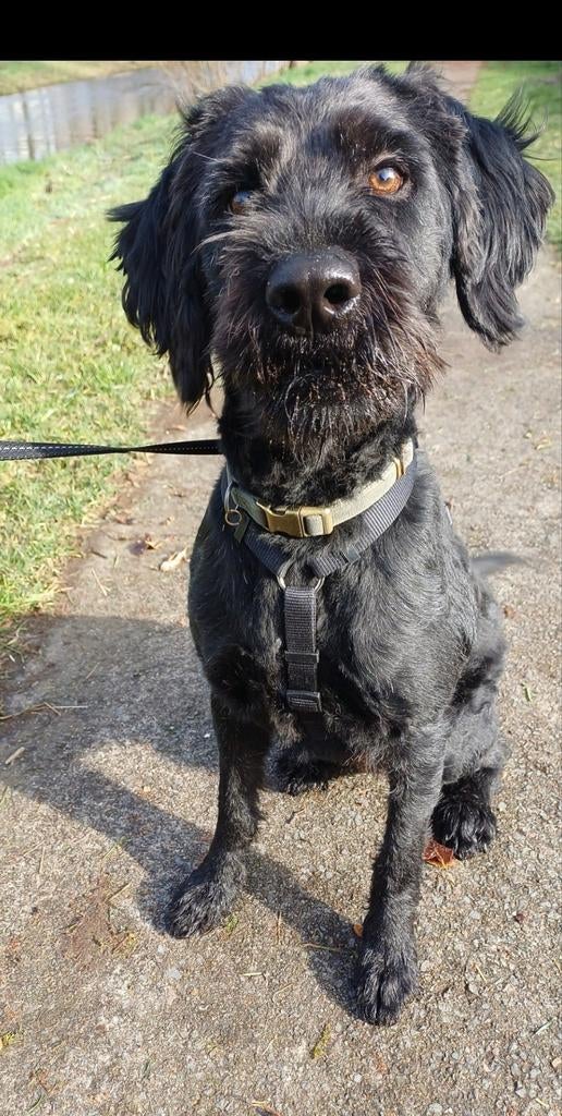 Labradoodle reu van april 2025, Poedel, 15 weken tot 1 jaar, Reu, Eén hond