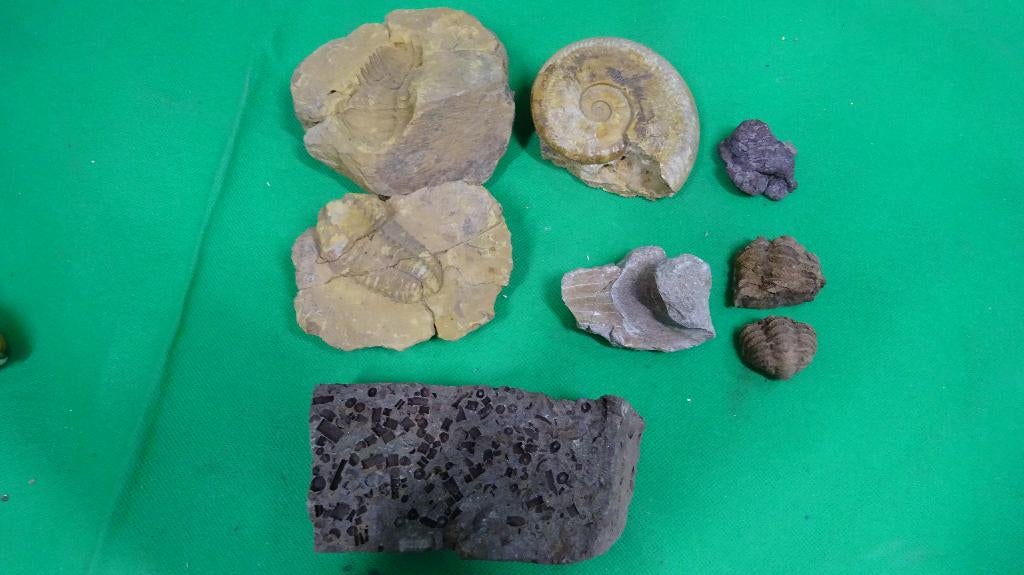 Fossielen diversen., Ophalen of Verzenden, Fossiel