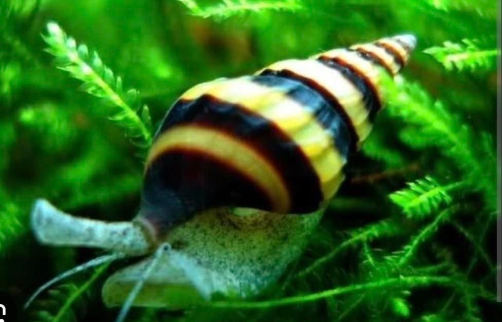 Helena slak. Slak etende slak tegen slakken plagen ., Slak of Weekdier