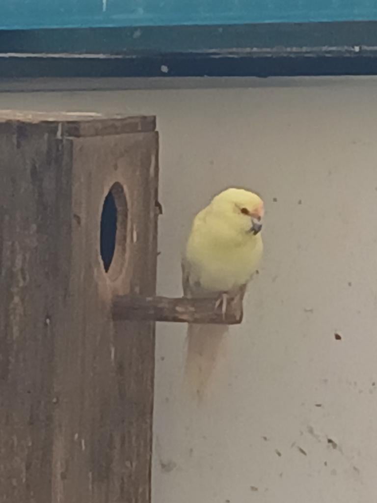 Kakariki, Dieren en Toebehoren, Vogels | Kanaries, Mannelijk, Zangkanarie