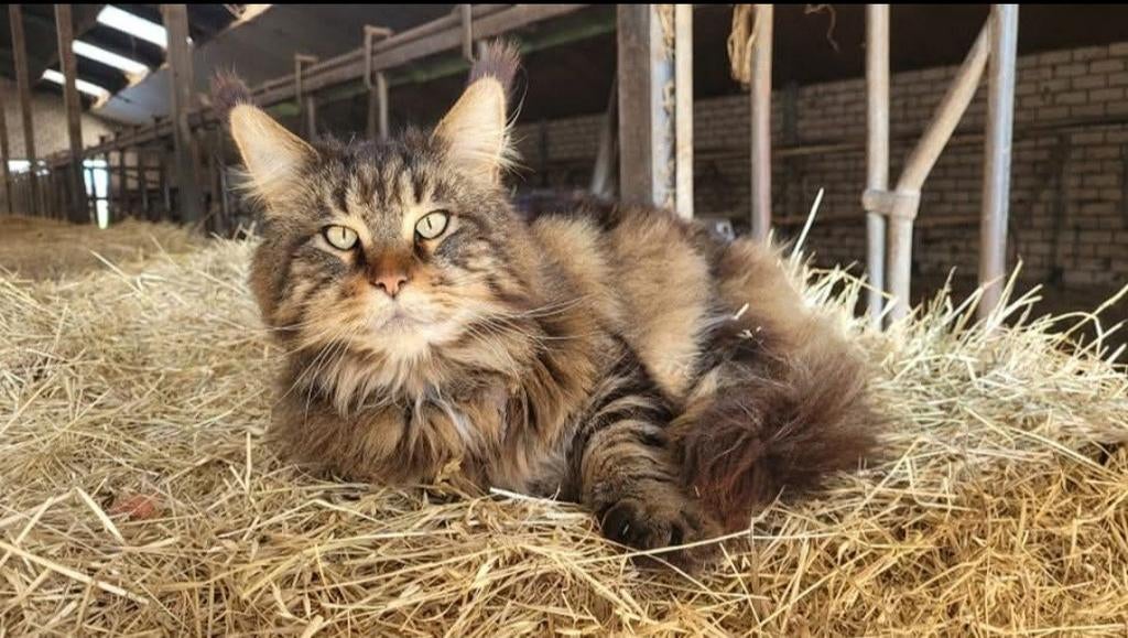 Knappe kater zoekt omheinde tuin