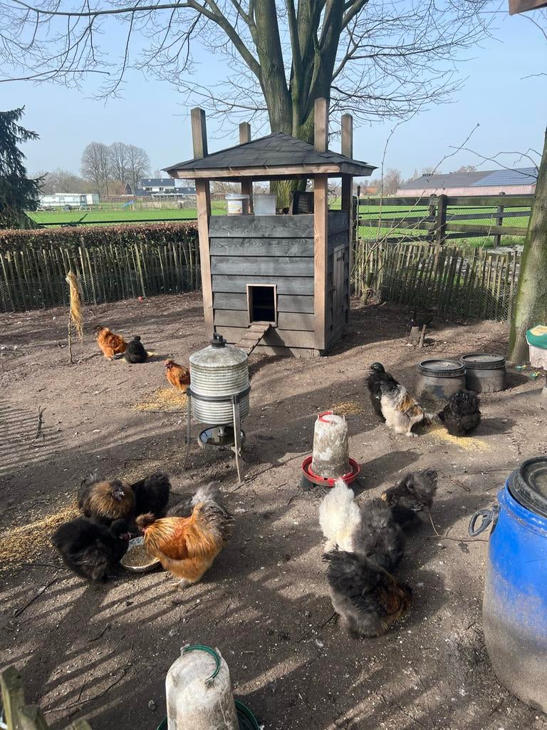 Hanen, Dieren en Toebehoren, Mannelijk, Kip