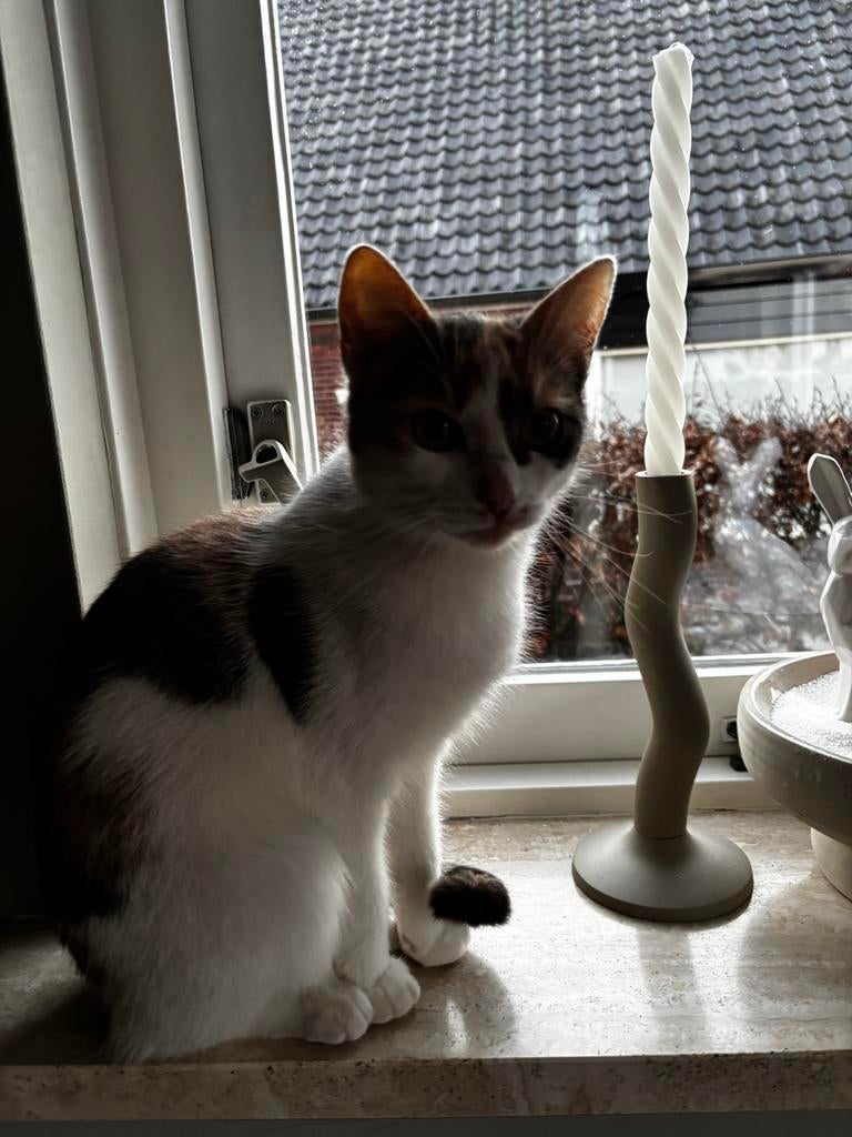Twee lieve poezen, Dieren en Toebehoren, Katten en Kittens | Overige Katten, Poes