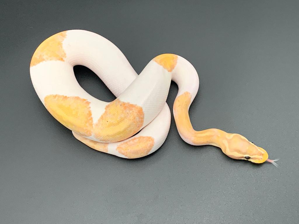 1.0 banana piebald python regius Ball Python - male for sale from DemonSnakes