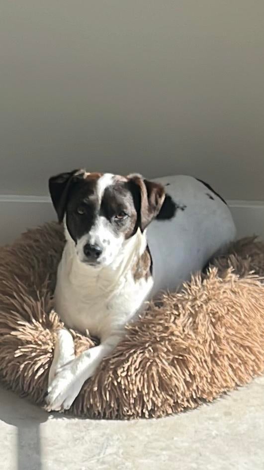 Jack Russell pups geboren, Dieren en Toebehoren, Honden | Jack Russells en Terriërs, Jack Russell Terriër, 8 tot 15 weken, Parvo