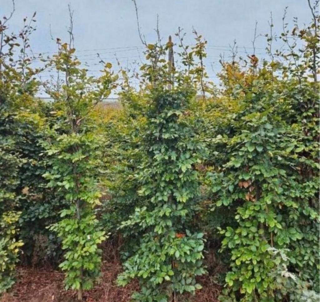 Beukenhaag boompjes 200cm, Bloeit niet, Halfschaduw, 100 tot 250 cm, Overige soorten