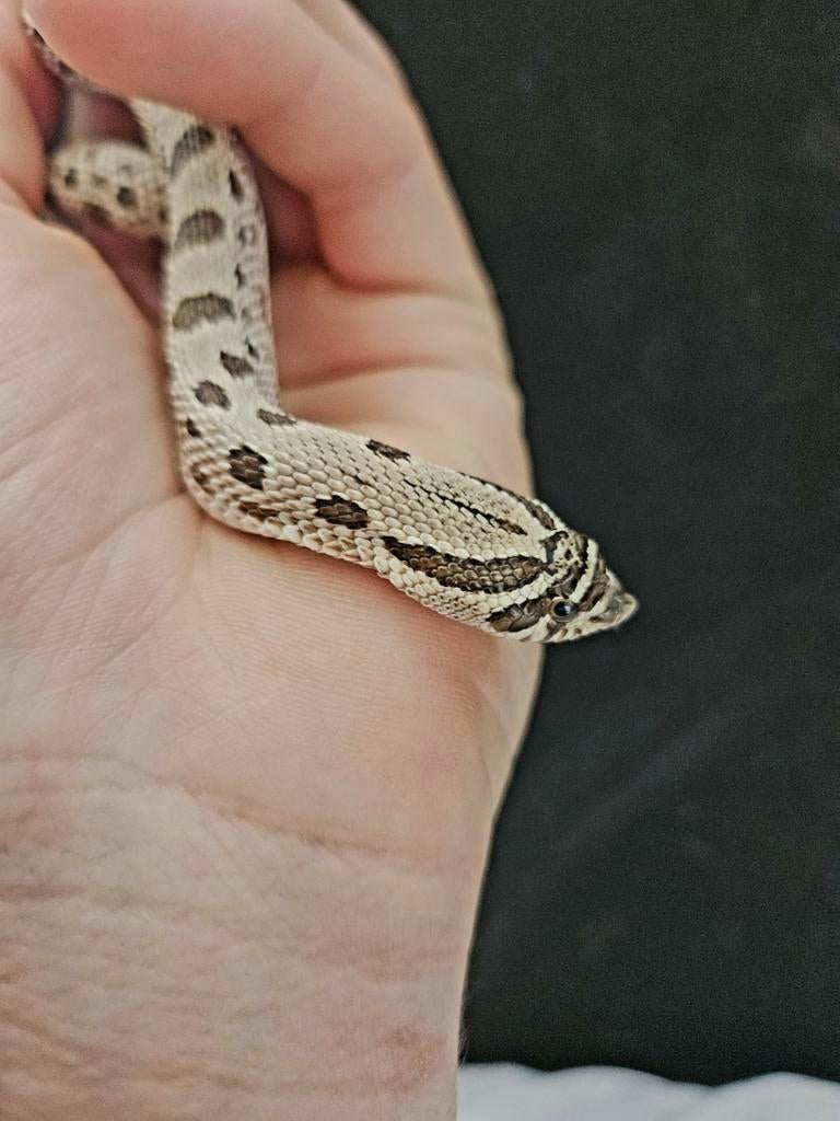 Haakneusslang Hognose Snake - female for sale from Jurian