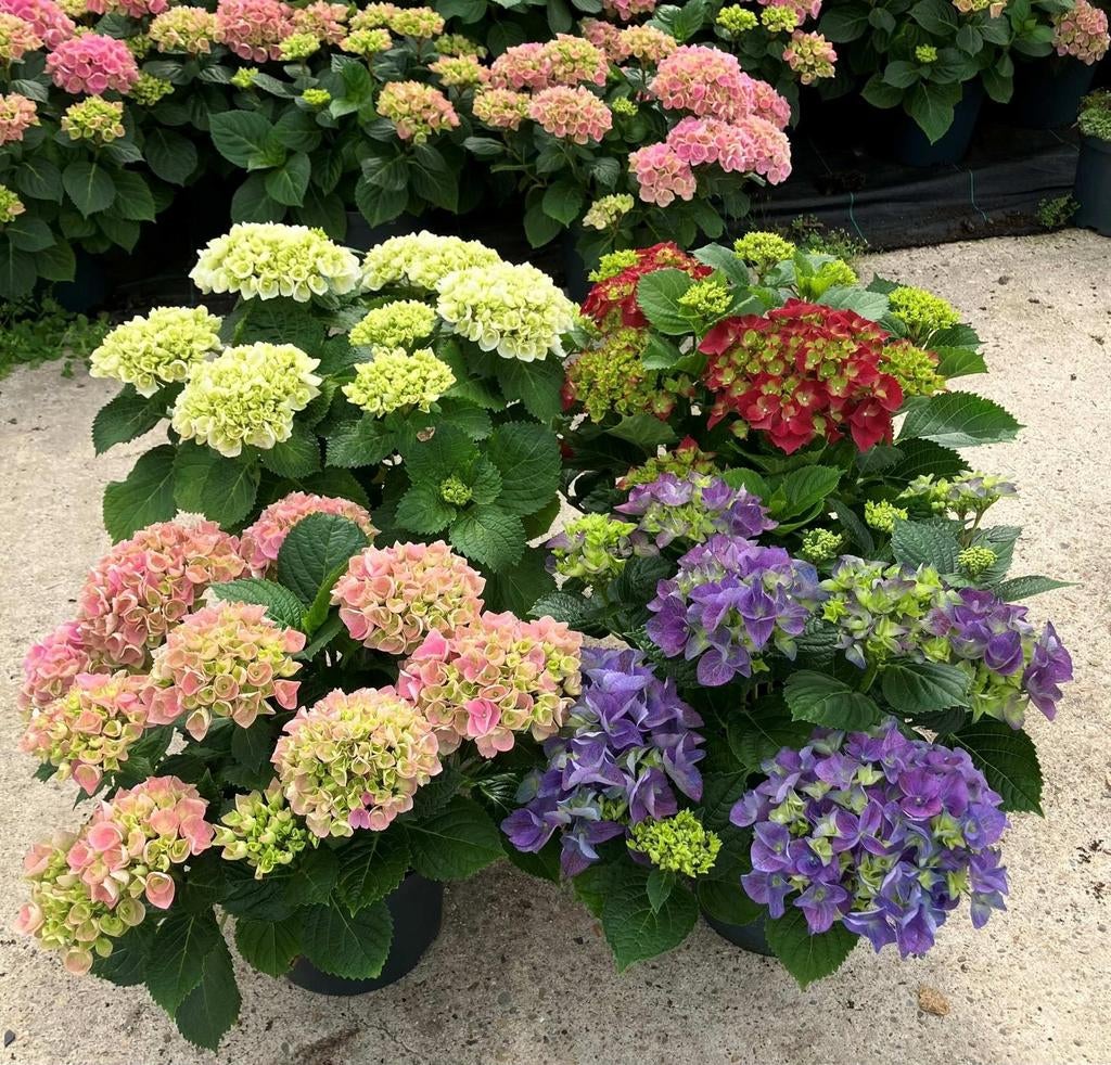 ACTIE - Hortensia's vanaf €8,50 - direct van de kweker, Ophalen, Overige soorten, Halfschaduw