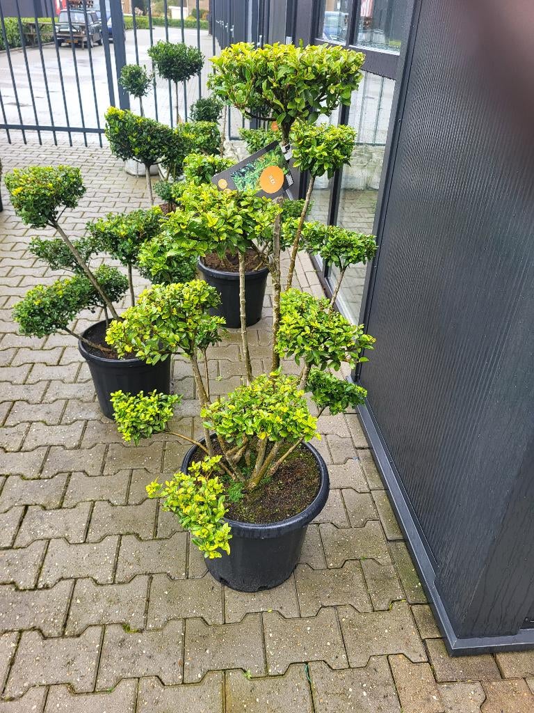 Ilex crenata green hegge bonsai, Halfschaduw, Overige soorten, Minder dan 100 cm, Zomer