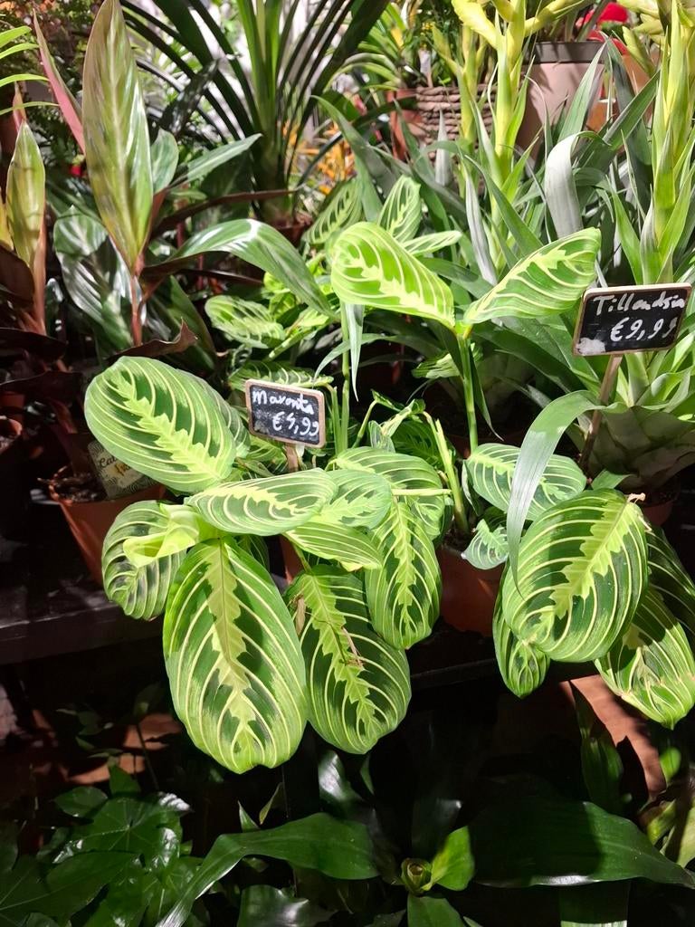 Maranta Lemon Lime, Huis en Inrichting, Kamerplanten, Overige soorten, In pot, Minder dan 100 cm, Groene kamerplant