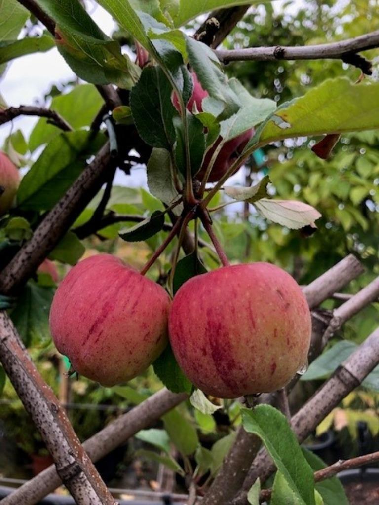 Leiappel boom, 'Gala appel' met leirek, 150 cm hoog! € 24,95, Ophalen, Lente, Volle zon, Appelboom