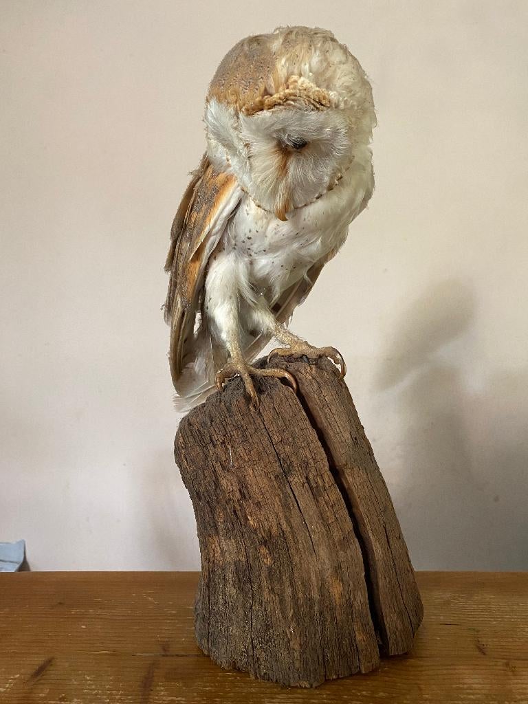Kerkuil opgezet, Verzamelen, Dierenverzamelingen, Ophalen, Zo goed als nieuw, Vogel, Opgezet dier
