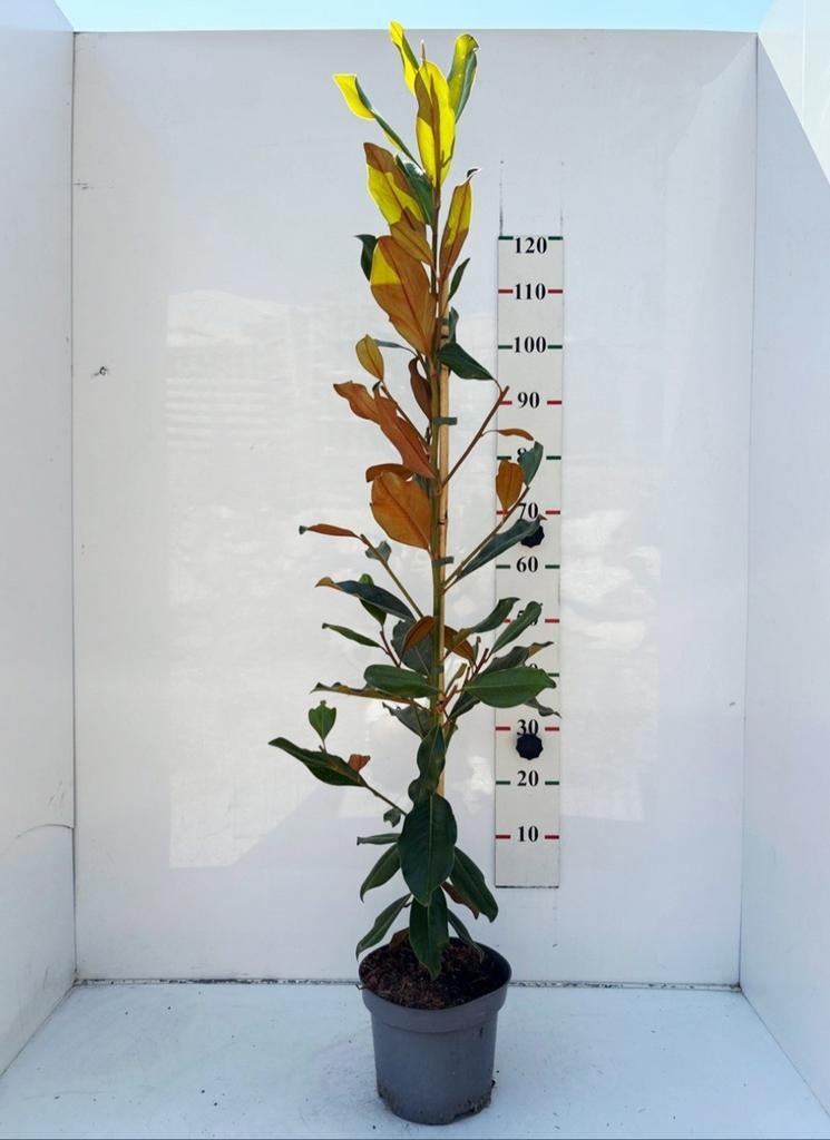 Magnolia grandiflora 'Purpan' 🌳, Ophalen, Volle zon, Overige soorten