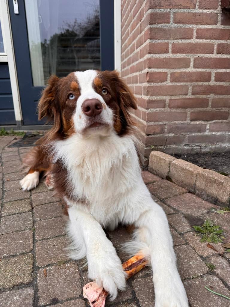 DEKREU: Red Tri Australian Shepherd reu – Noah, Reu, 1 tot 2 jaar, Parvo, Eén hond