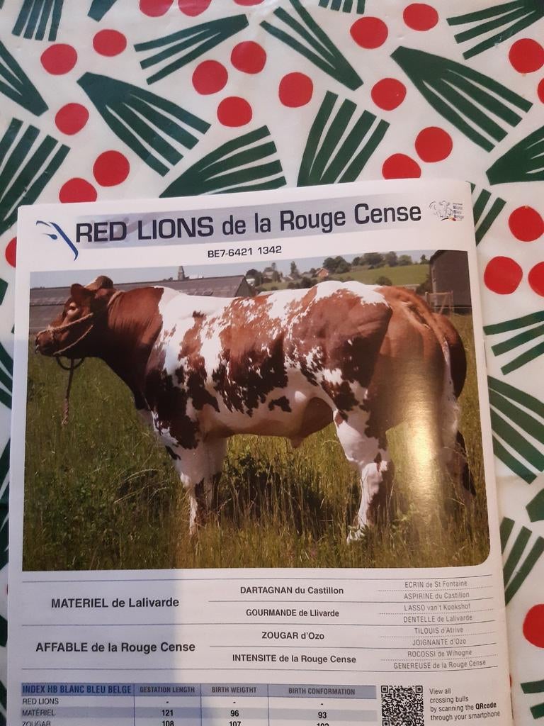 Rode dikbil stier sperma, Dieren en Toebehoren