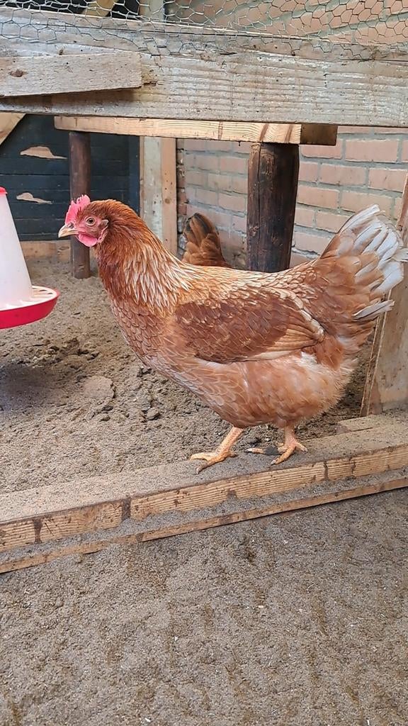 1 leggende hen van 25-7-2025 (50% welsumer en 50% isa brown, Vrouwelijk, Kip